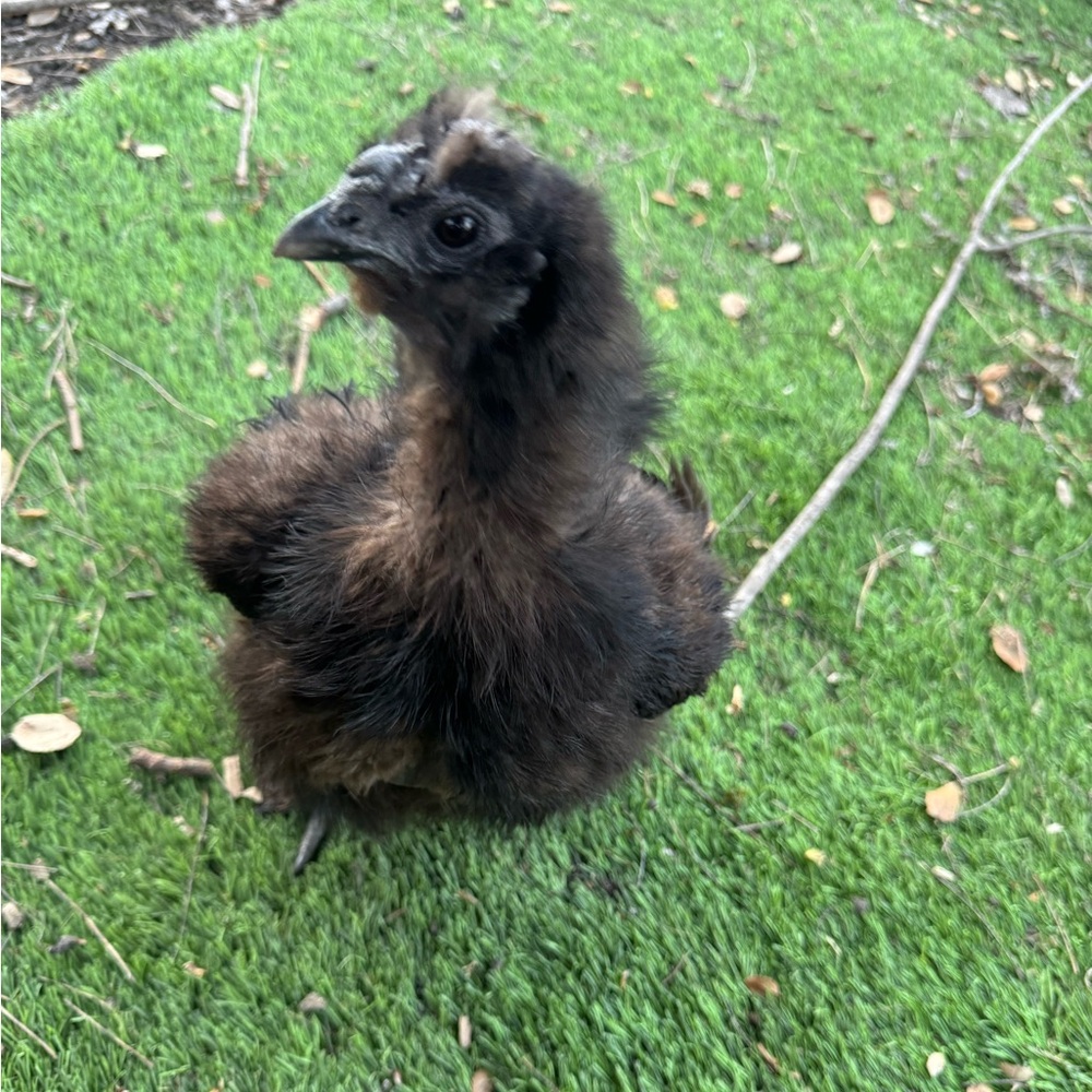 Live show alert!! 🐓🐓🐓Like this post to be notified when I go LIVE!! - Picture 5 of 9